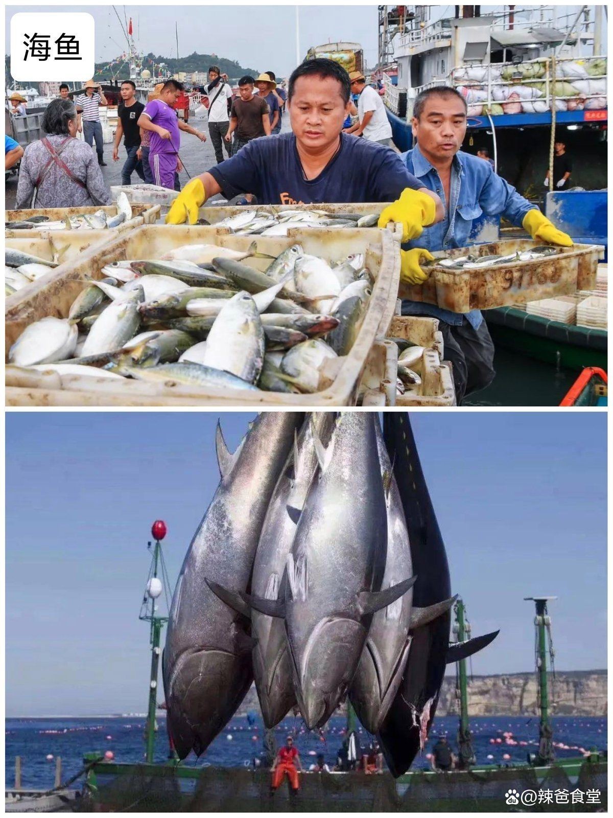 海邊人常吃的40種海魚(yú)