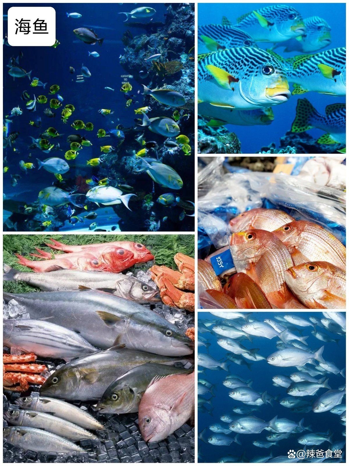 海邊人常吃的40種海魚(yú)