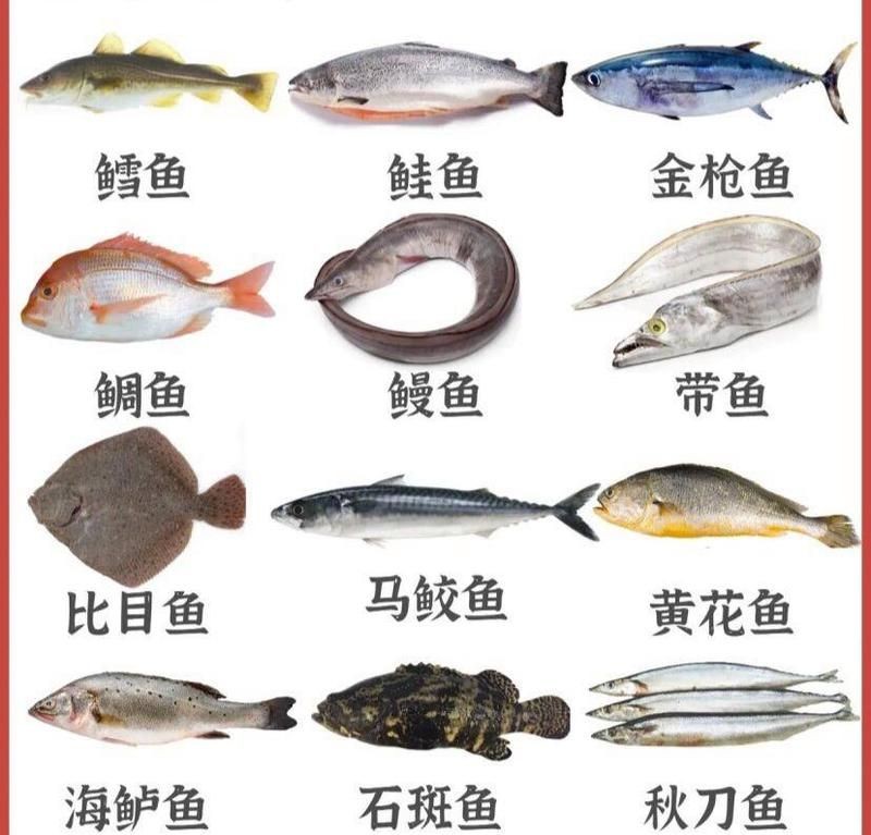 海邊人常吃的40種海魚(yú)