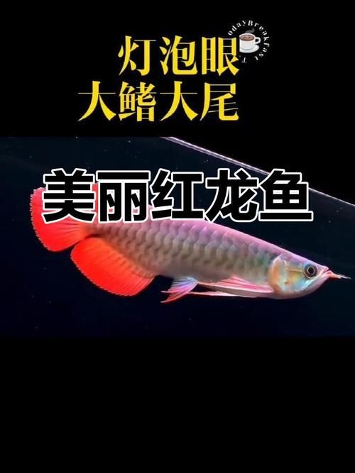 紅龍魚手機壁紙大全圖片