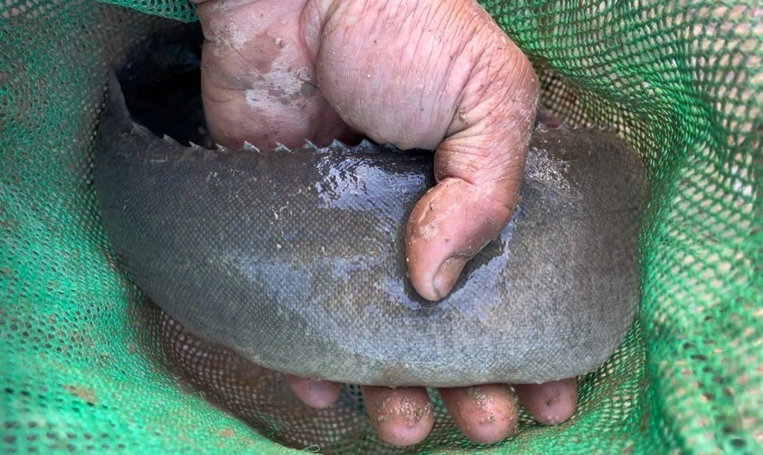 廣東鐮刀魚又叫什么魚