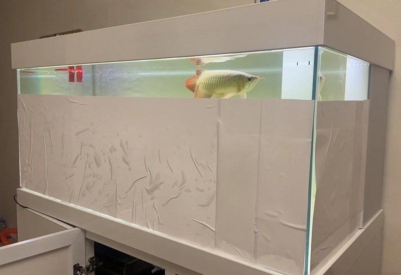 紅龍魚突眼最簡單恢復方法