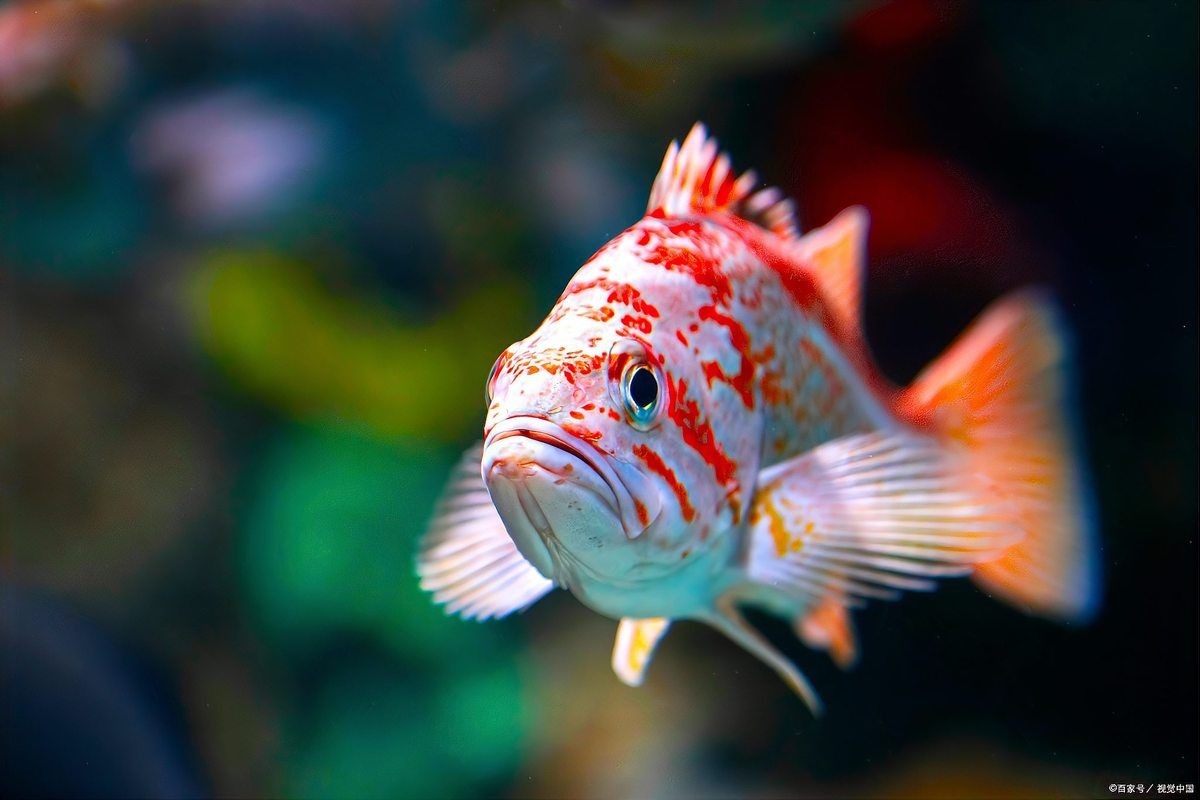 40公分金龍魚食量