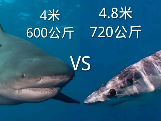 海豚和鯊魚圖片對比