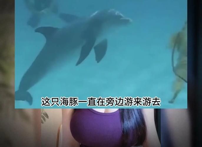 海豚和鯊魚圖片對比