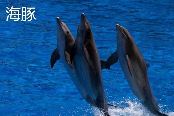 海豚和鯊魚圖片對比