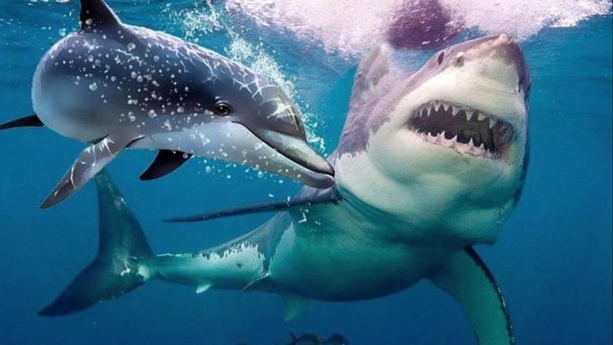 海豚和鯊魚圖片對比