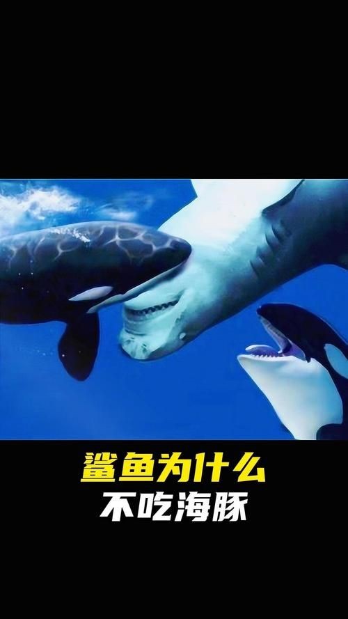 海豚和鯊魚圖片對比