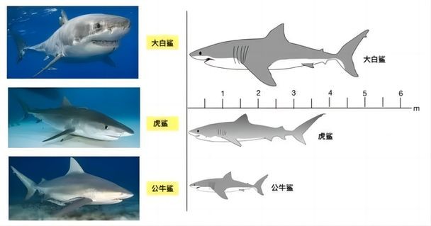 海豚和鯊魚圖片對比