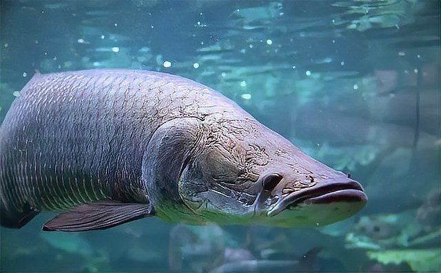 巨骨舌魚不怕鱷魚嗎