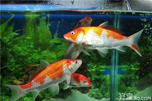 家里養幾條魚最吉利