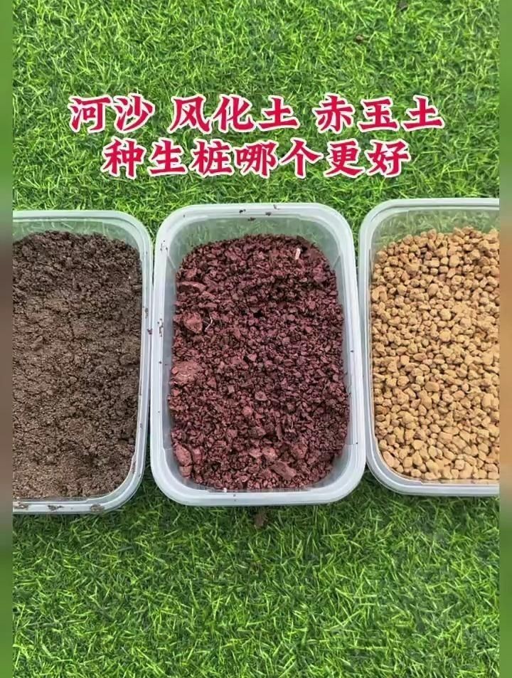河沙和赤玉土哪個好 河沙和赤玉土哪個好 龍魚論壇 第6張