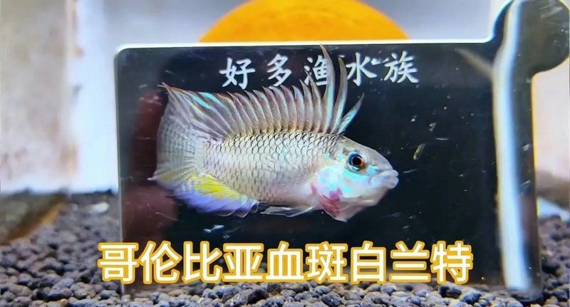 哥倫比亞巨暴魚好養嗎