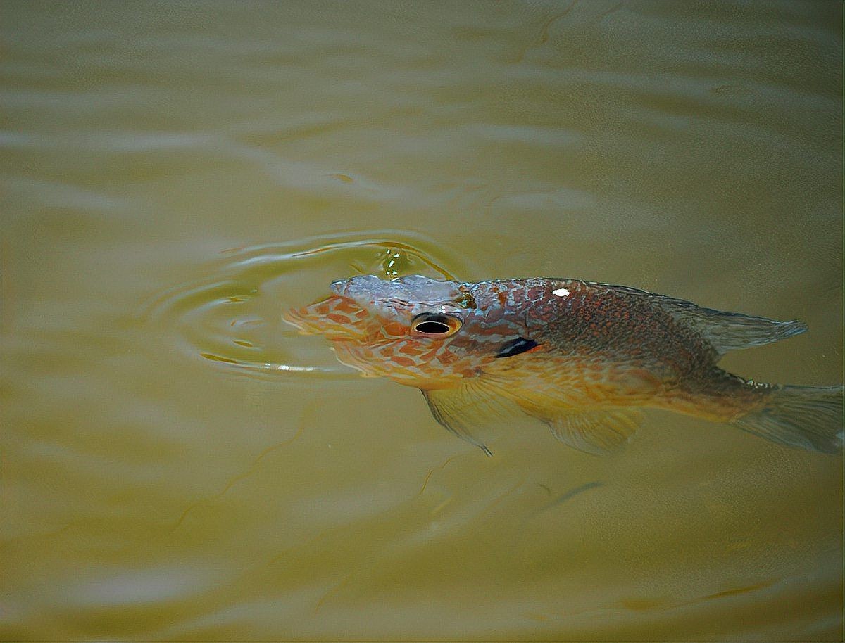 哥倫比亞巨暴魚好養嗎