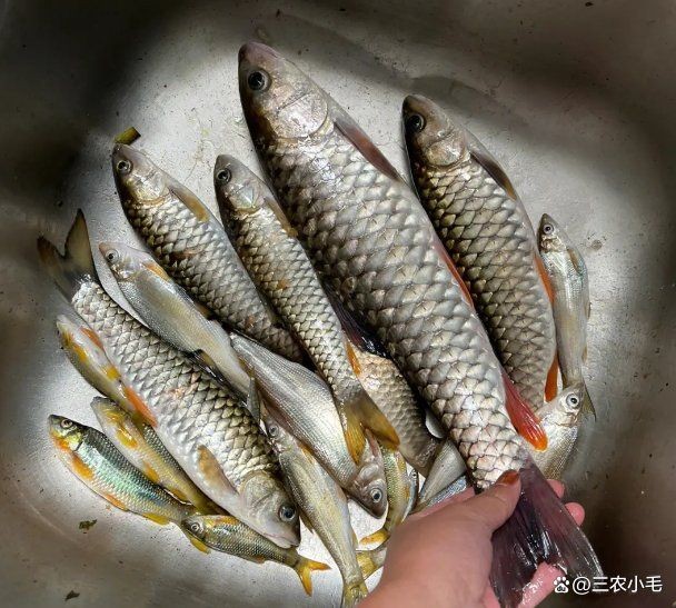 軍魚是忘不了魚嗎