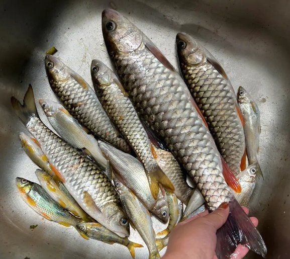 軍魚是忘不了魚嗎