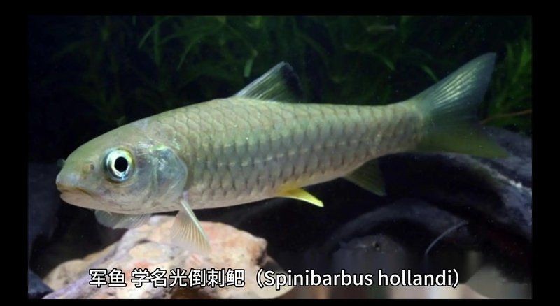 軍魚是忘不了魚嗎