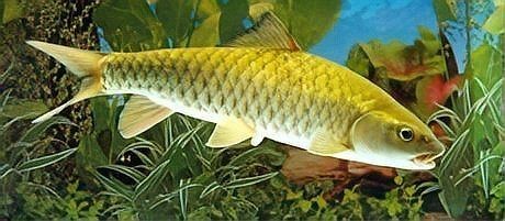 軍魚是忘不了魚嗎