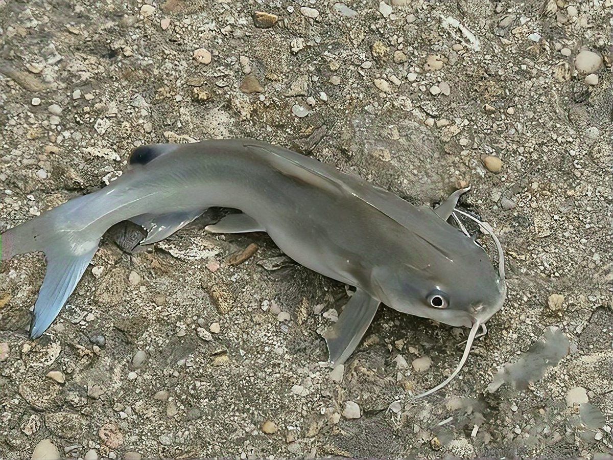 軍魚是忘不了魚嗎