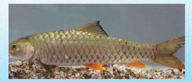 軍魚是忘不了魚嗎