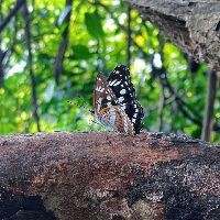 國產芯片三大龍頭