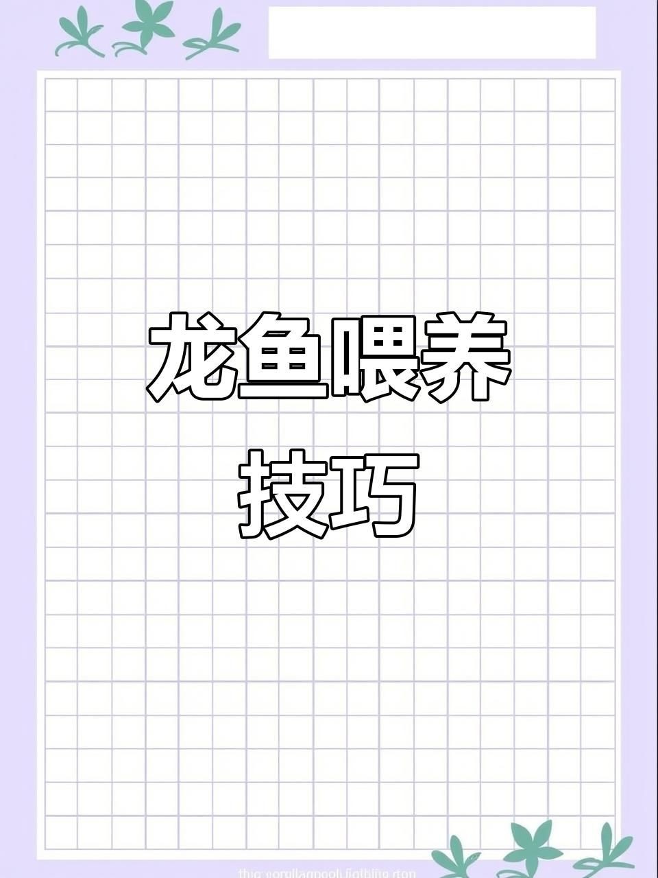 40公分龍魚多久喂一次