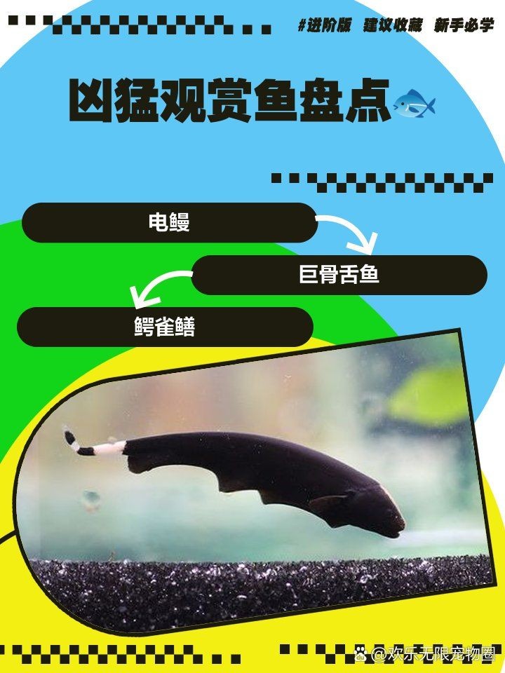 巨骨舌魚vs招財貓魚