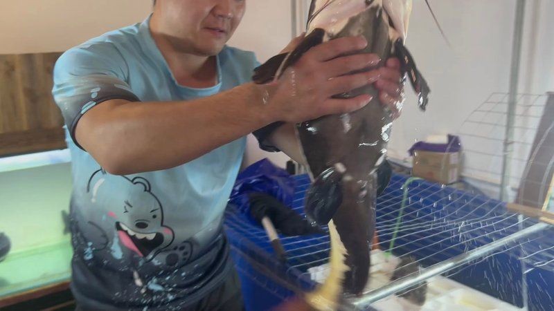 巨骨舌魚vs招財貓魚