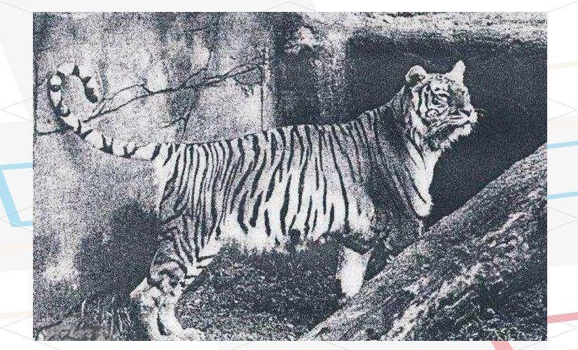 海虎滅絕動物