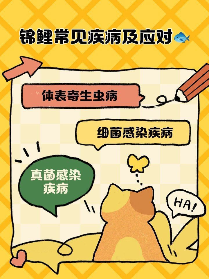 白錦鯉身體發紅要警惕