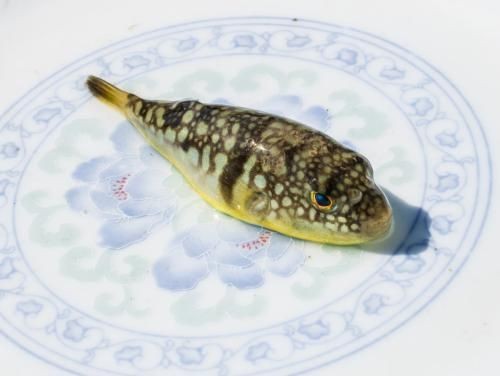 和河豚魚很像的一種魚