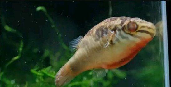 和河豚魚很像的一種魚