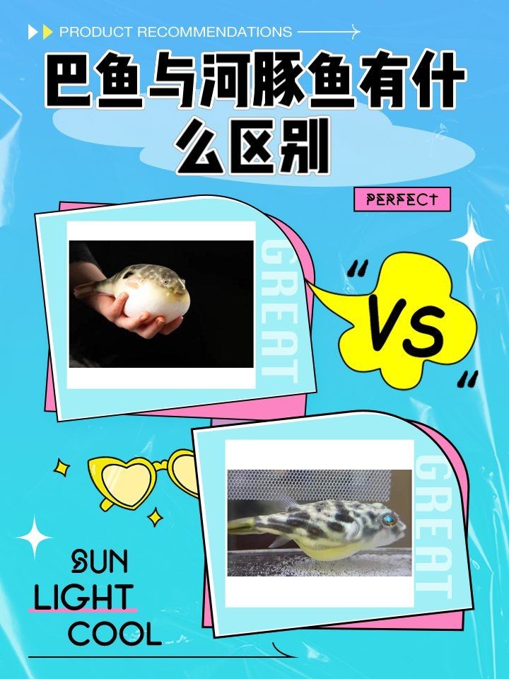 和河豚魚很像的一種魚