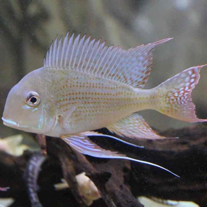 關(guān)刀魚和朱巴力的區(qū)別
