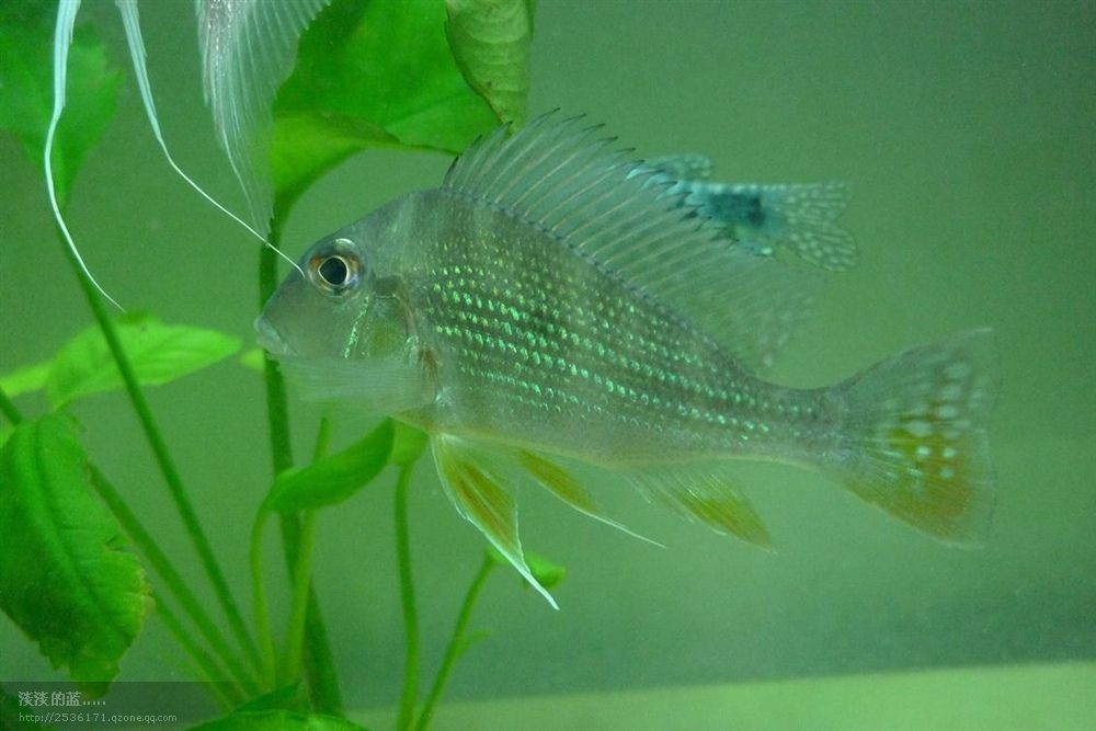 關(guān)刀魚(yú)和朱巴力的區(qū)別