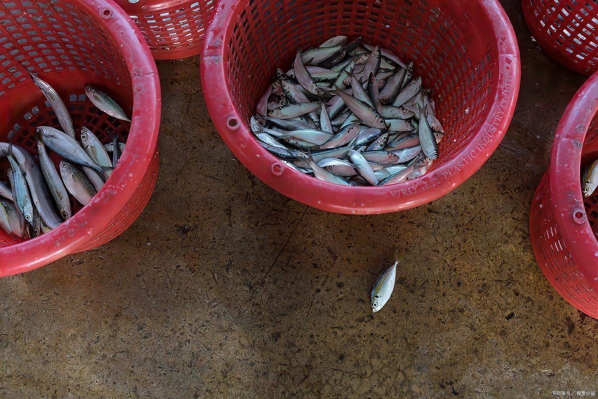 各種魚苗批發 淡水魚 各種魚苗批發 淡水魚 全國水族館企業名錄 第9張