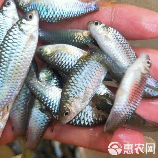 各種魚苗批發 淡水魚 各種魚苗批發 淡水魚 全國水族館企業名錄 第6張