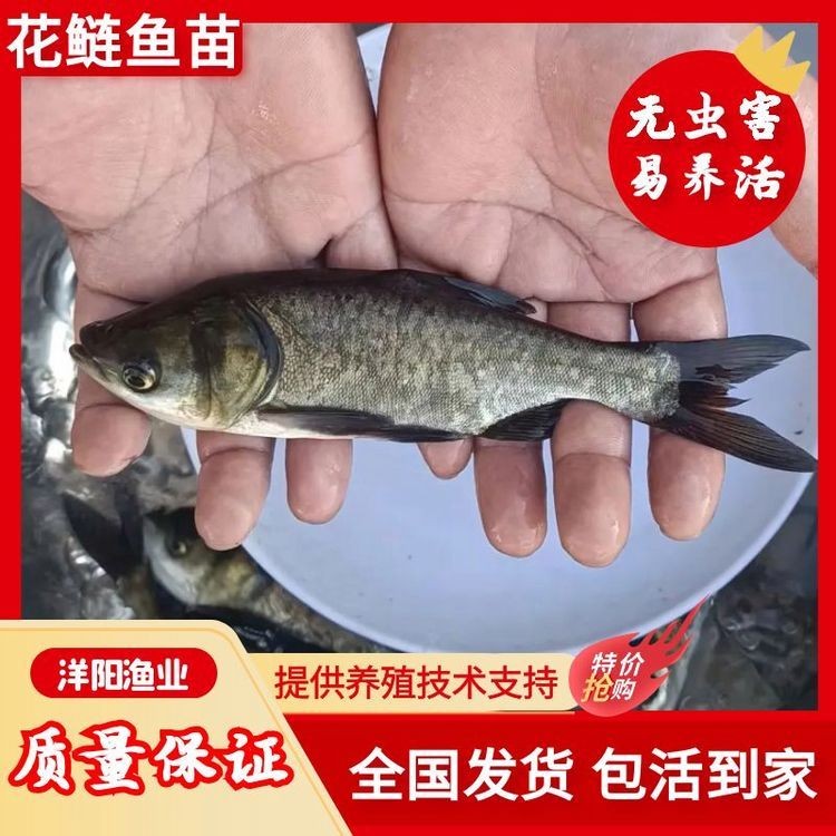 各種魚苗批發 淡水魚 各種魚苗批發 淡水魚 全國水族館企業名錄 第16張