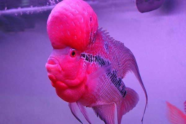 古典羅漢魚起頭前征兆