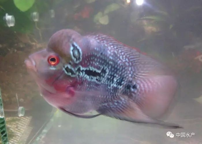 古典羅漢魚起頭前征兆