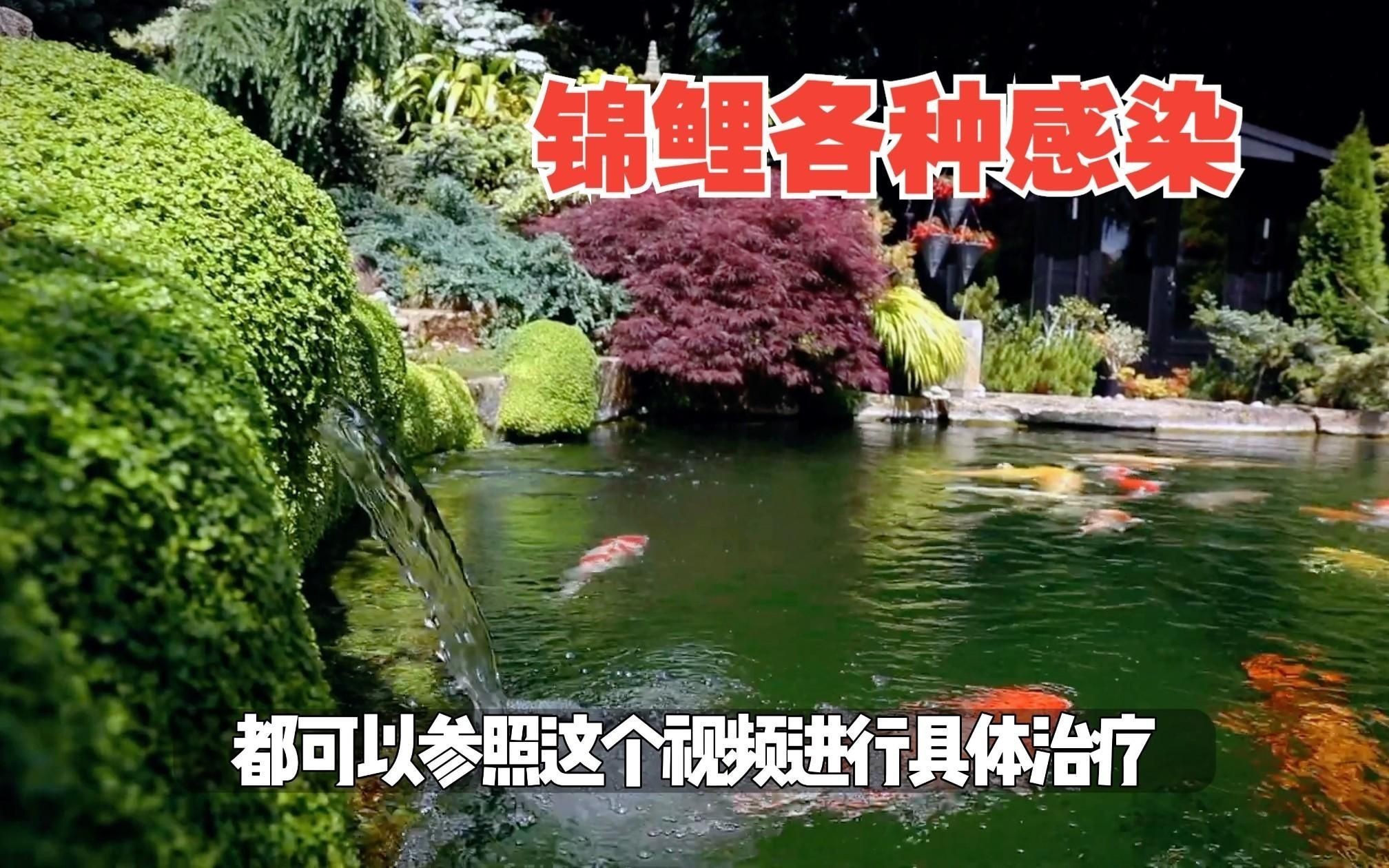 白錦鯉身體發(fā)紅用什么藥