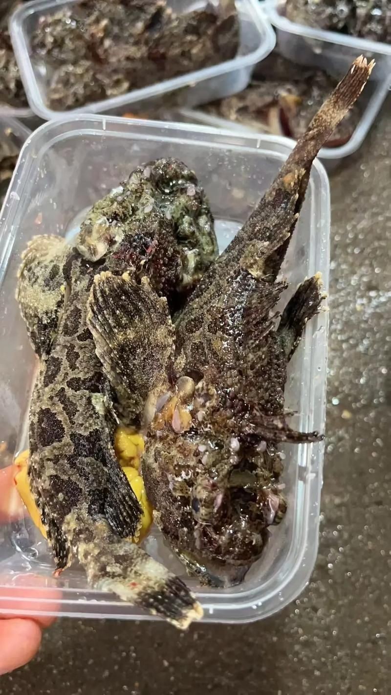 海老虎魚圖片