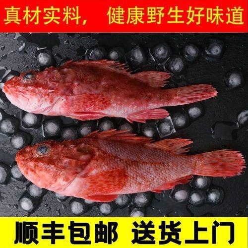 海老虎魚圖片