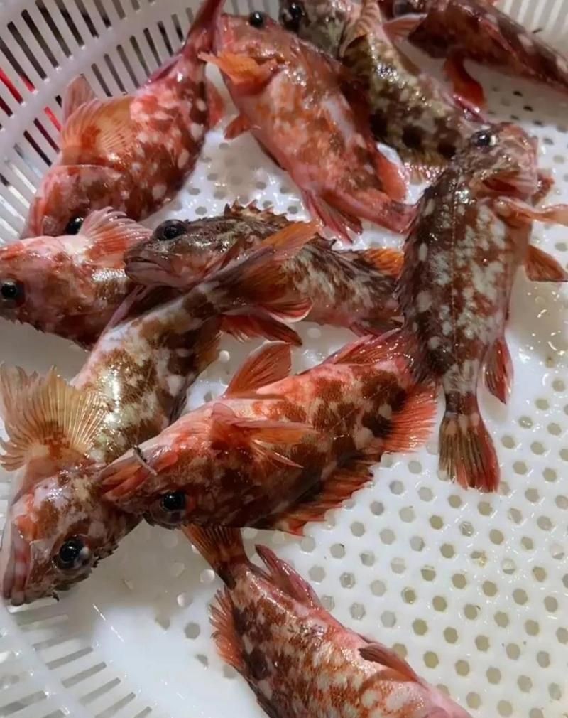 海老虎魚圖片