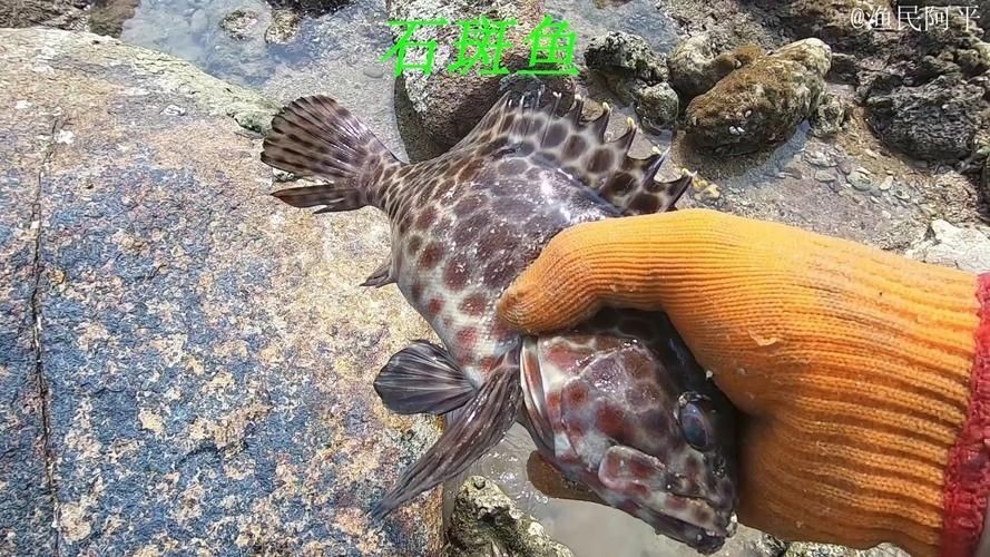 海老虎魚圖片