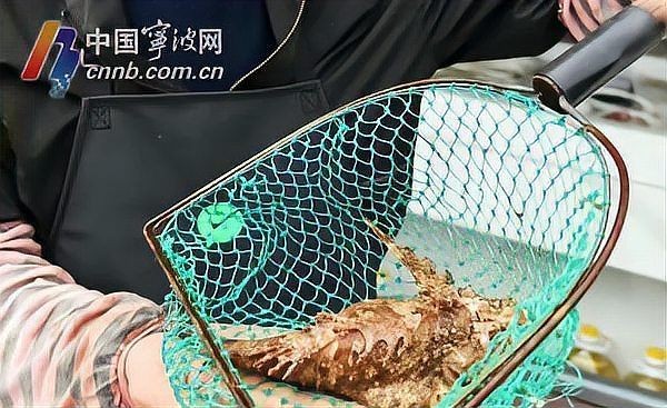 海老虎魚圖片