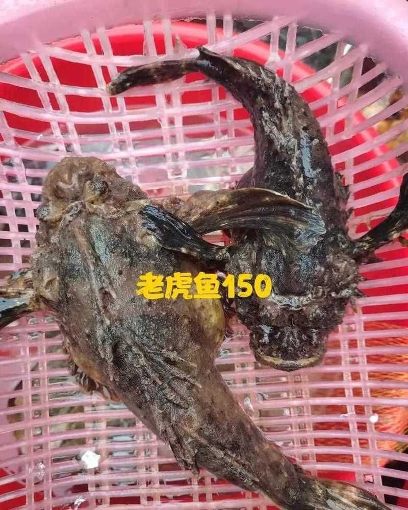海老虎魚圖片