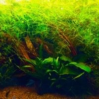 咖啡鼠魚的缺點及危害