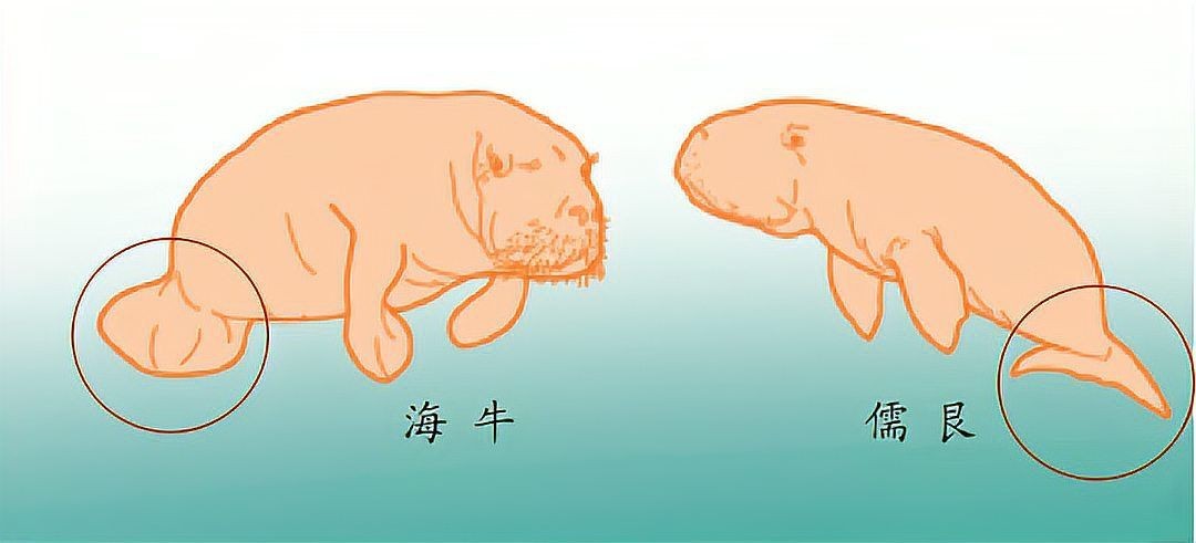 海牛和儒艮 海牛和儒艮 龍魚論壇 第15張