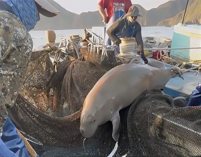 海牛和儒艮 海牛和儒艮 龍魚論壇 第18張